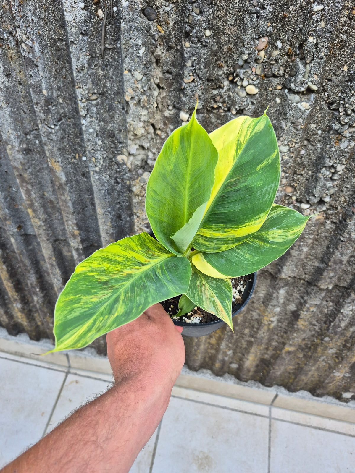 Musa dwarf cavedish variegata 1