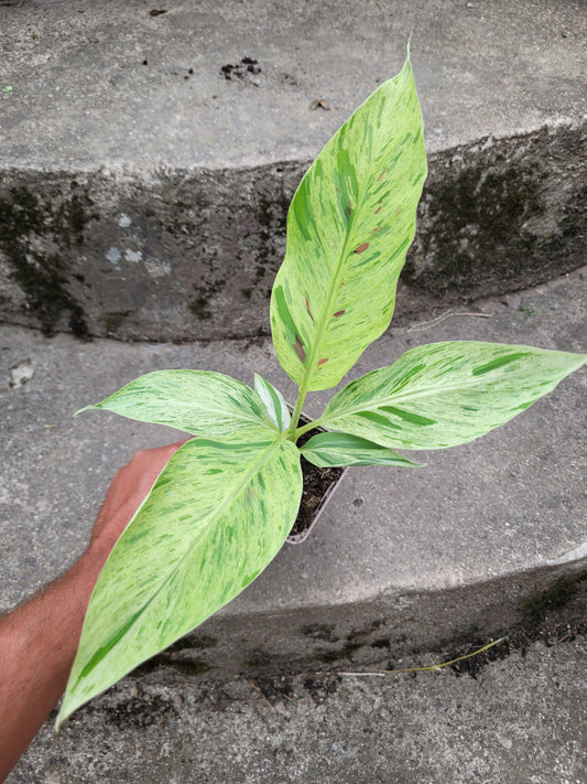Musa acuminata  Mint variegata