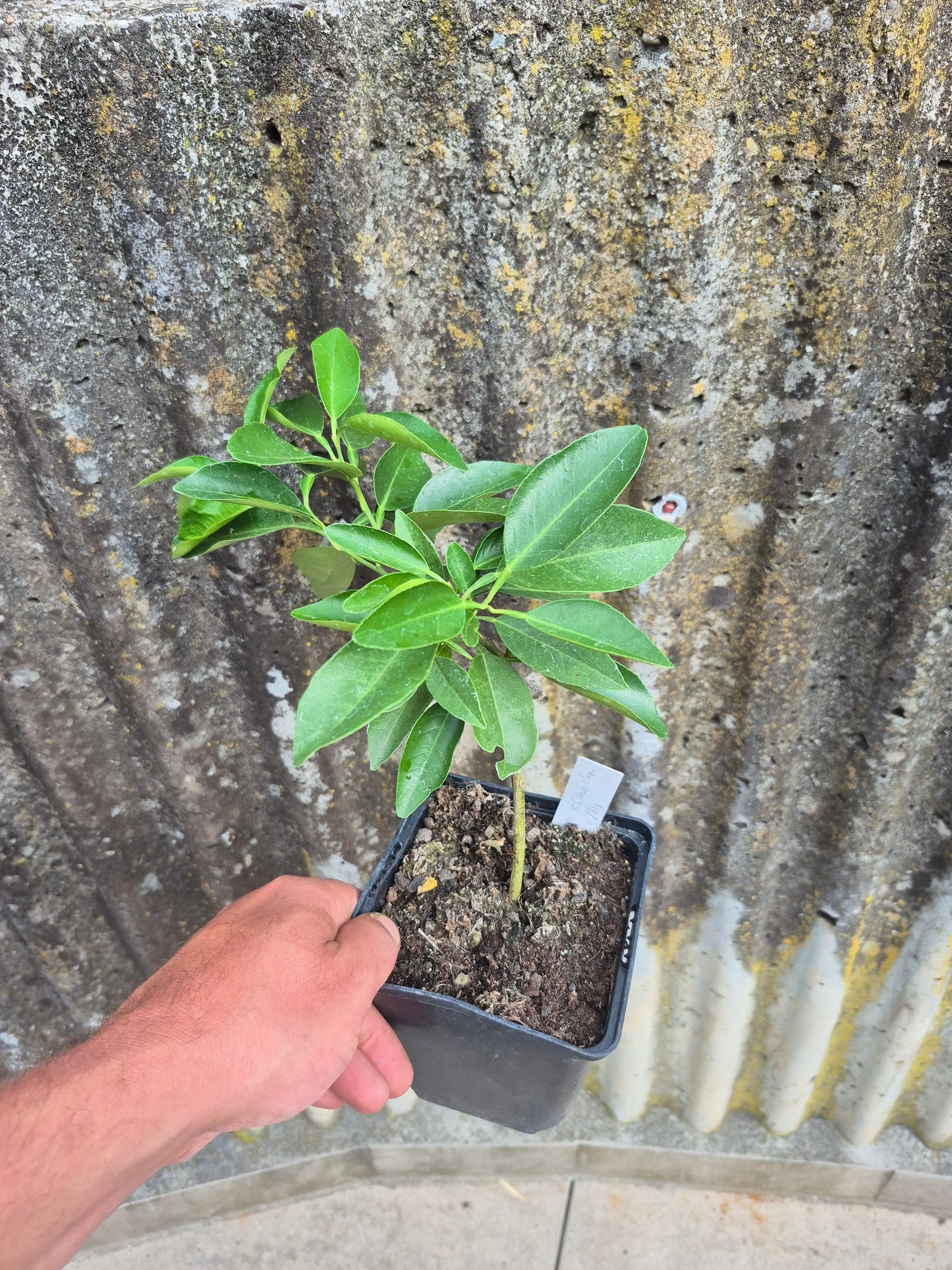 Citrus ichangnensis x Citrus sinensis