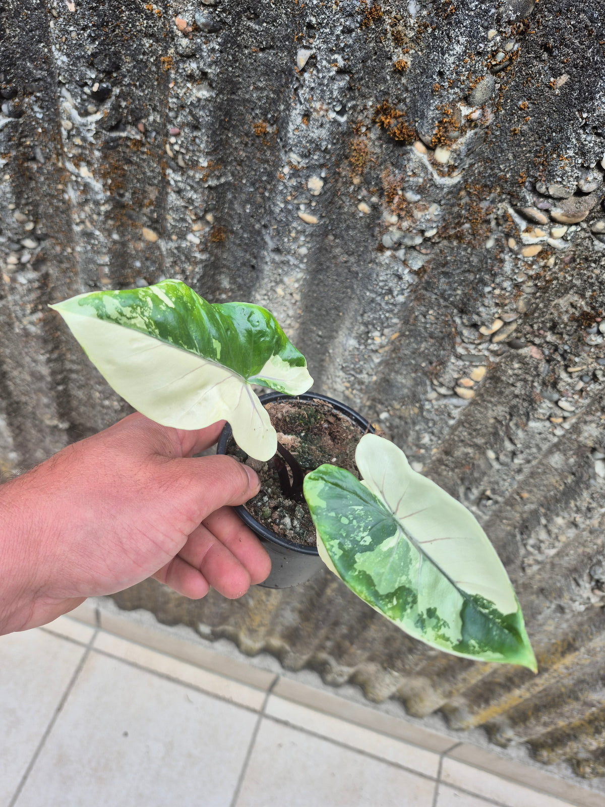 Alocasia Macrorrhizos Black Stem variegata