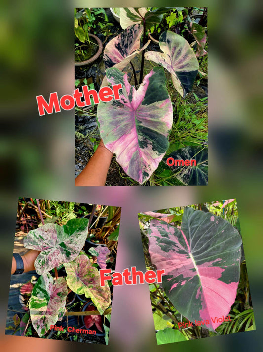 Colocasia Variegata 15 Samen