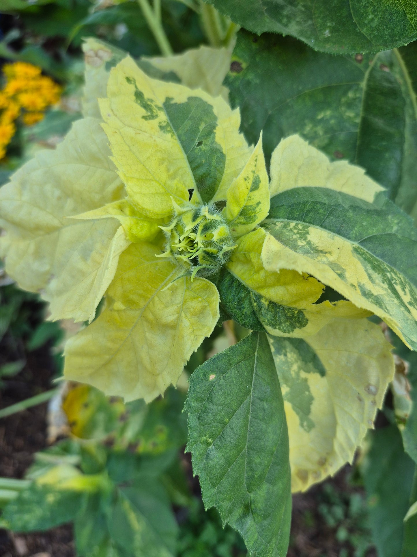 Sonnenblume variegata 12 Samen