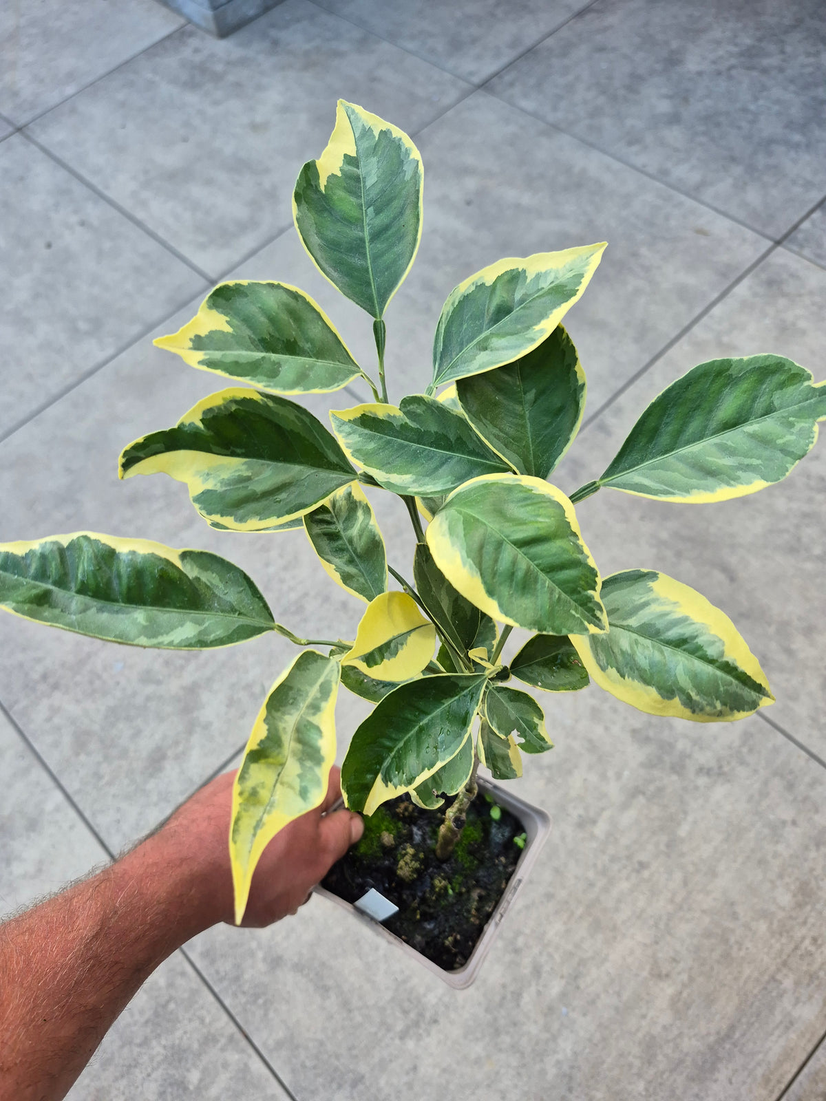 Citrus paradisii variegata