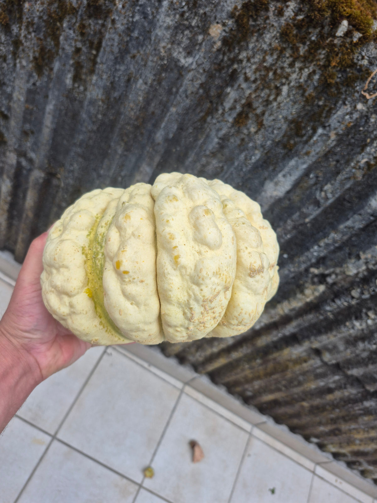 Honigmelone Prescott fond Blanc (Samen)