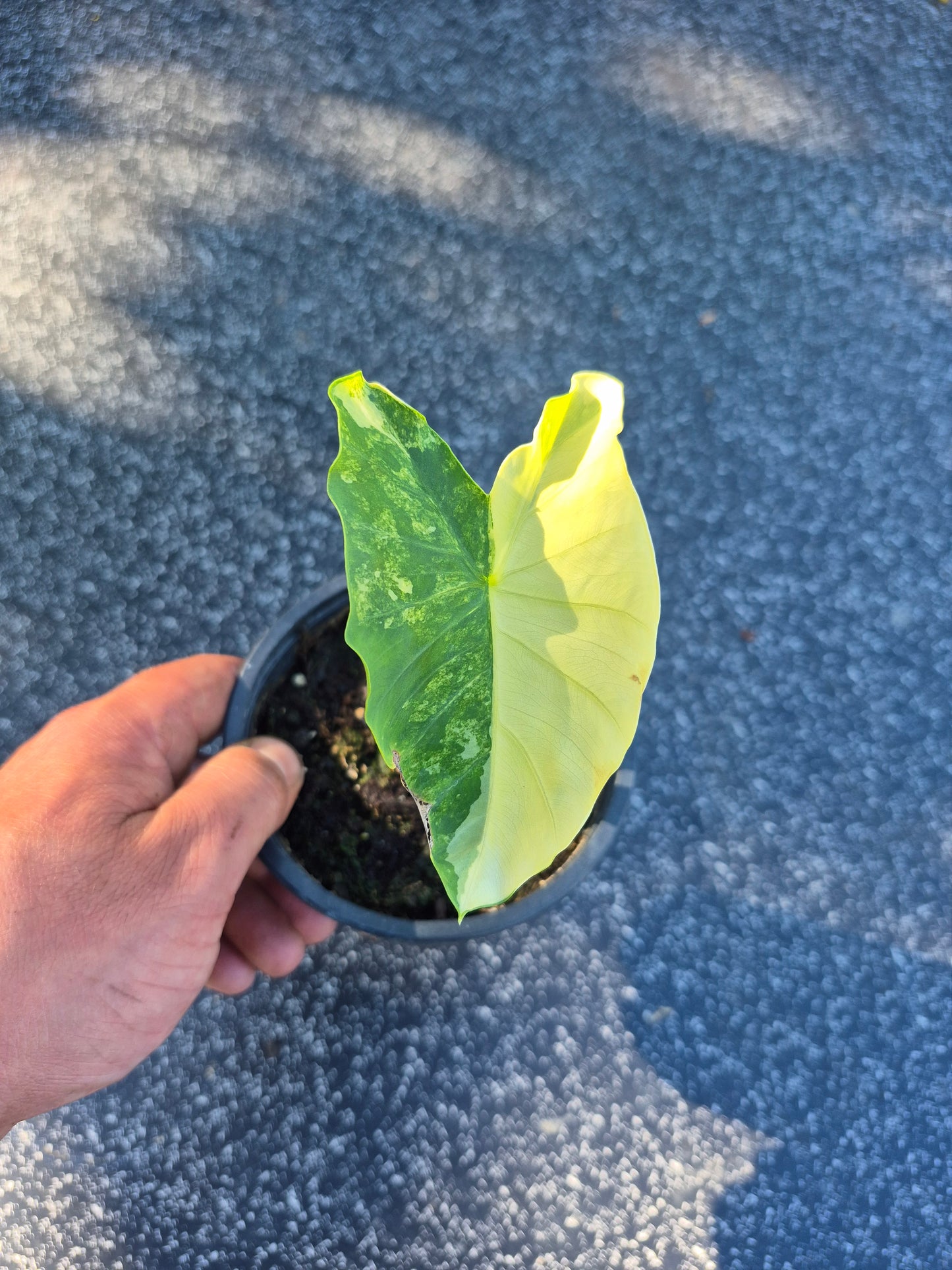 Colocasia Yellow Splash