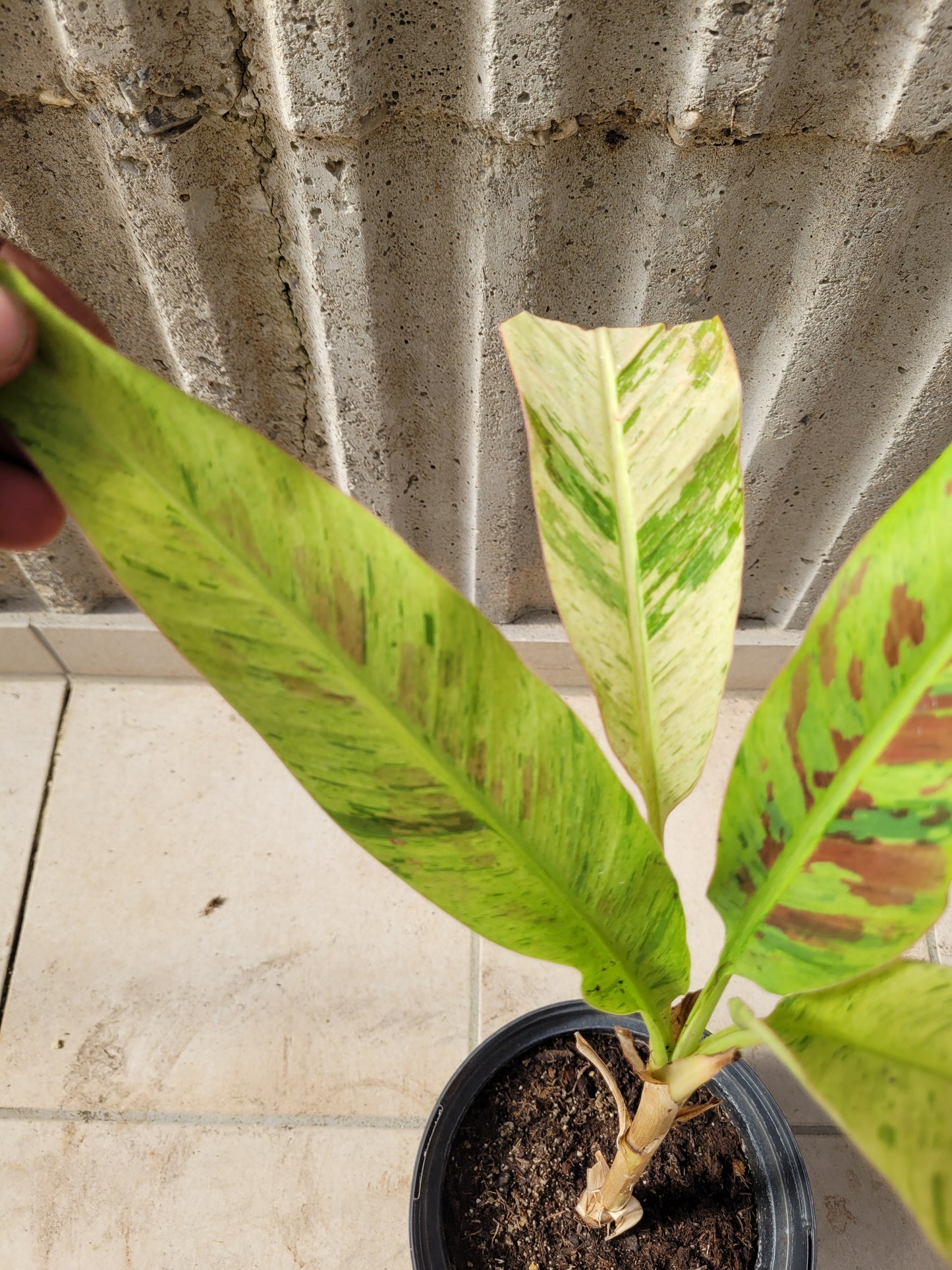 Musa variegata Samen Set