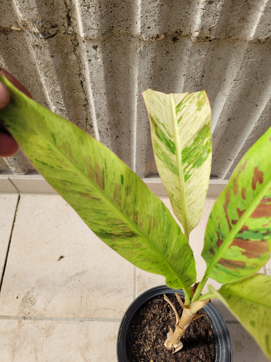 Musa variegata Samen Set