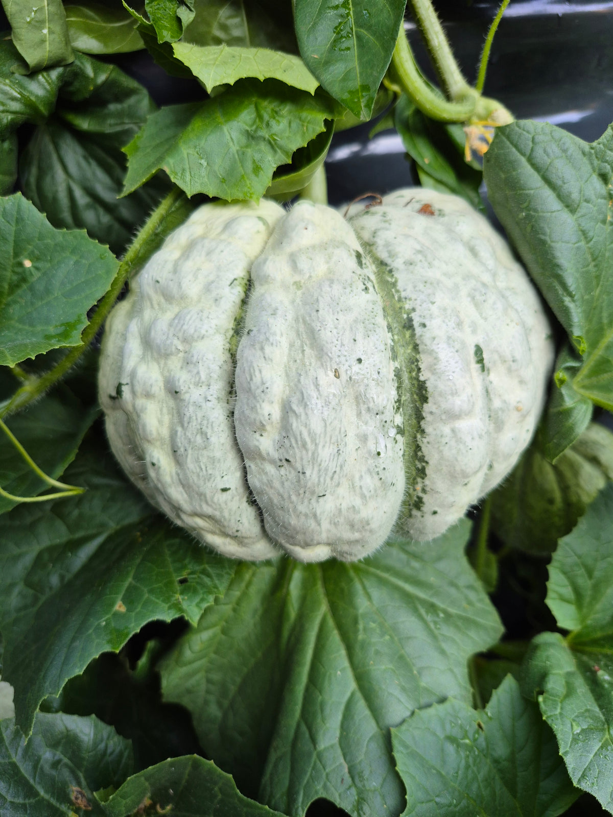 Honigmelone Prescott fond Blanc (Samen)