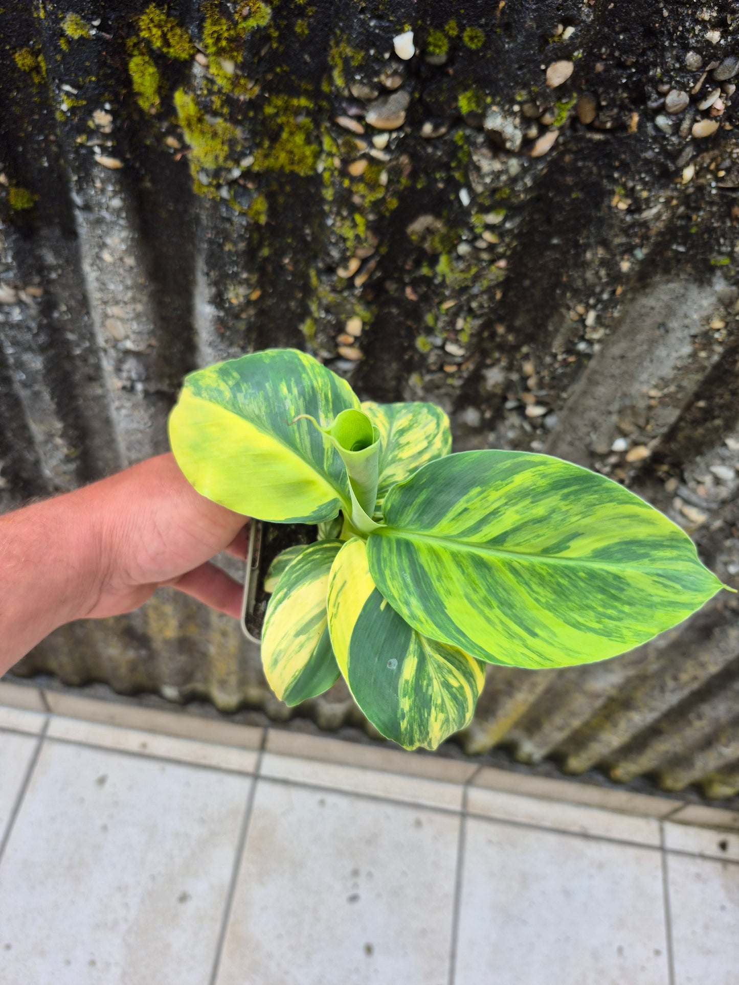 Musa dwarf cavedish variegata 1