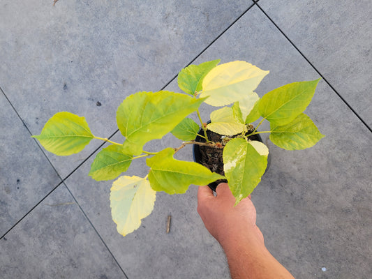 Morus alba variegata