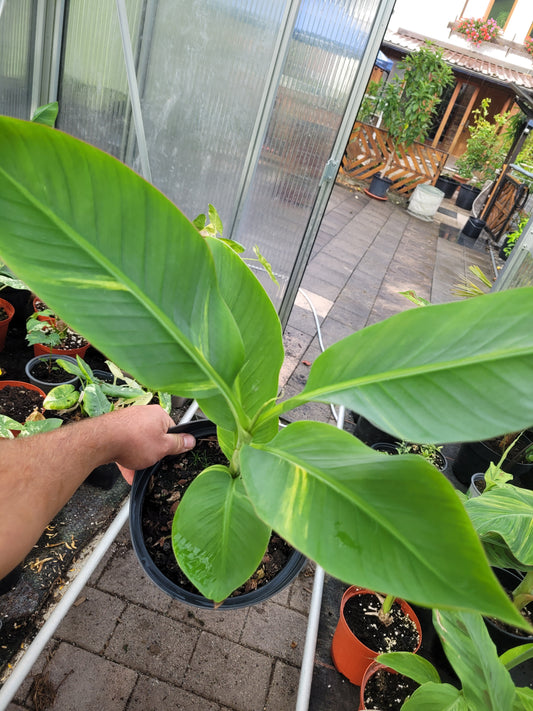 Musa papua Yellow Variegata
