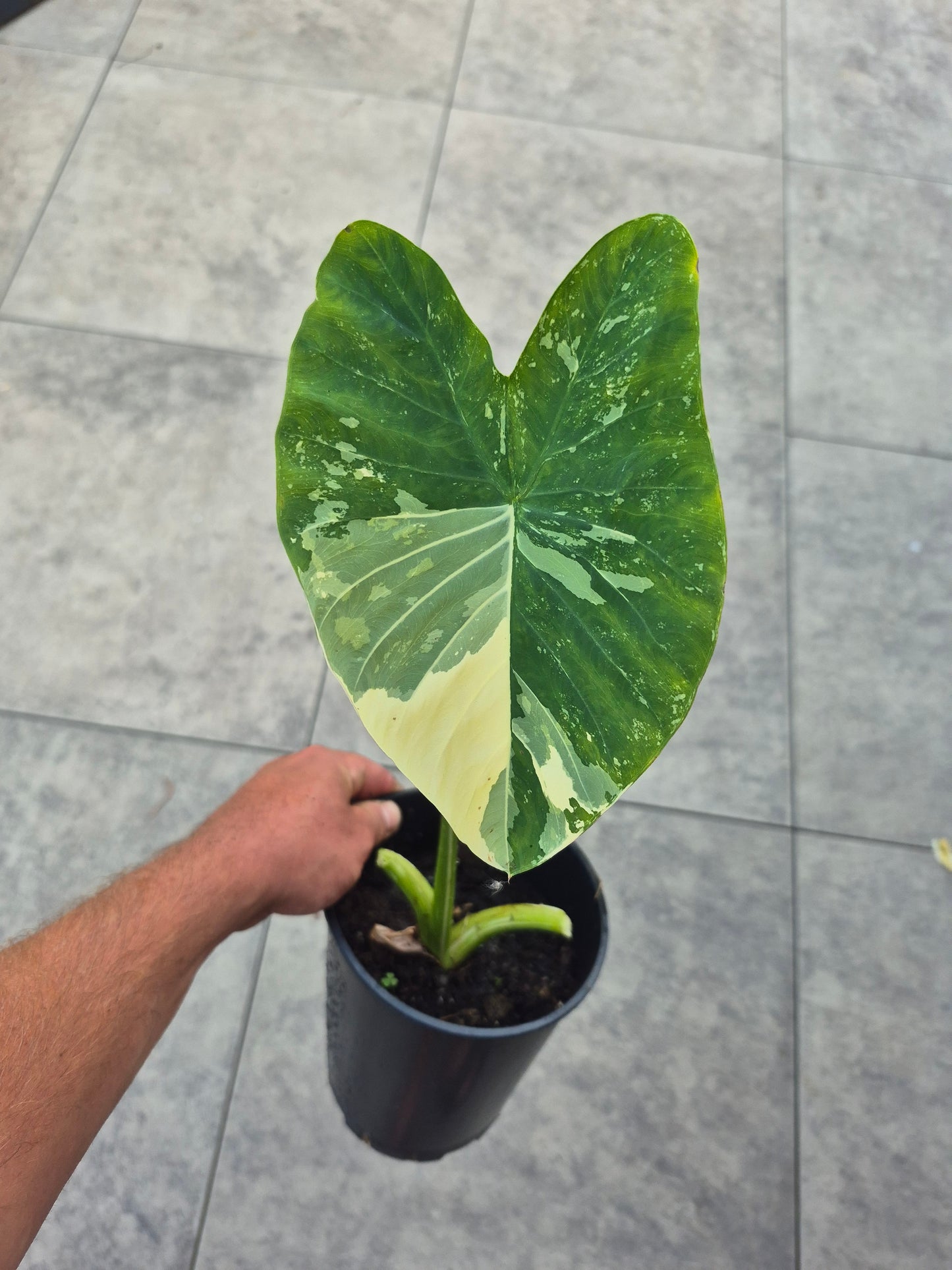 Colocasia Kwoh Pha-Yak