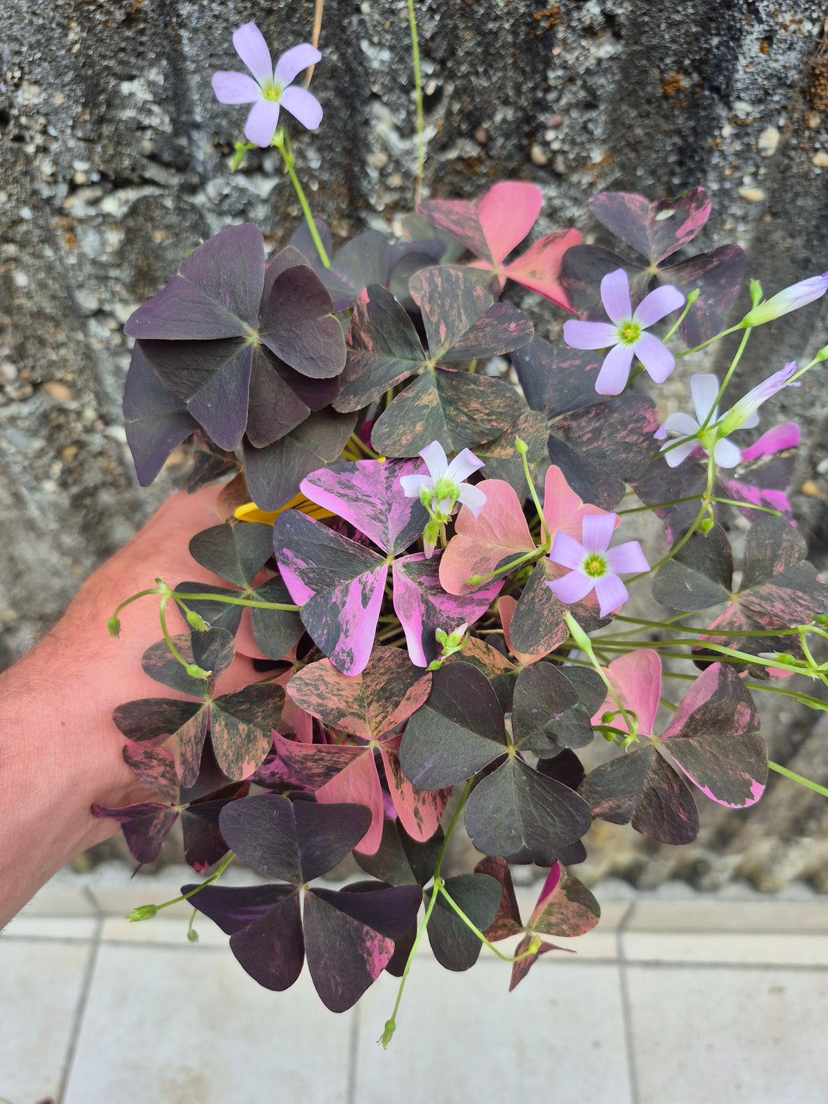 Oxalis triangularis Variegata