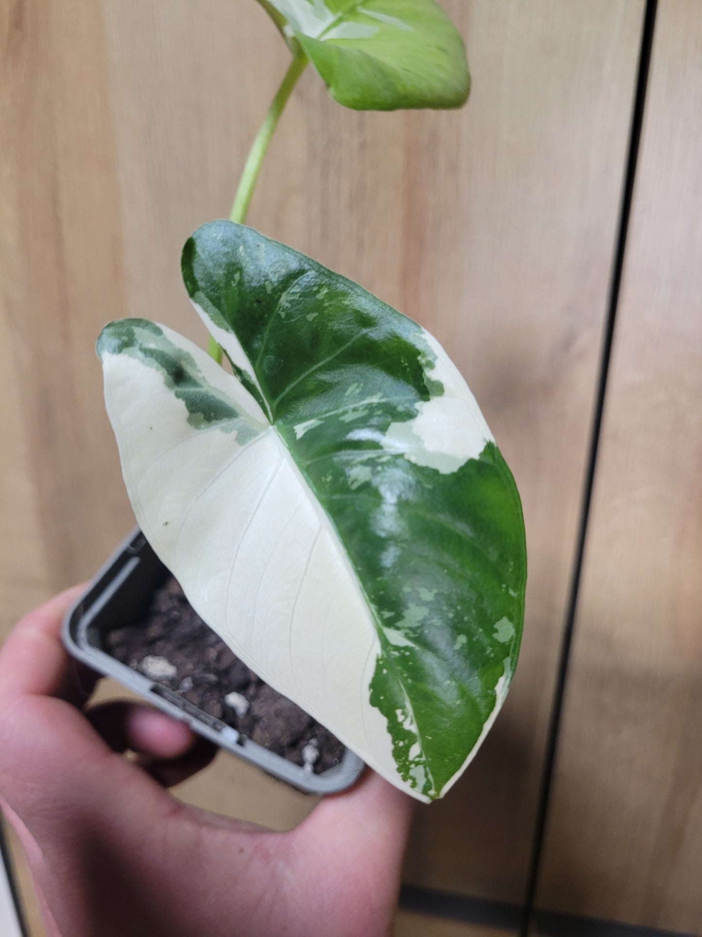 Alocasia macrorrhizos Variegata Rhizom