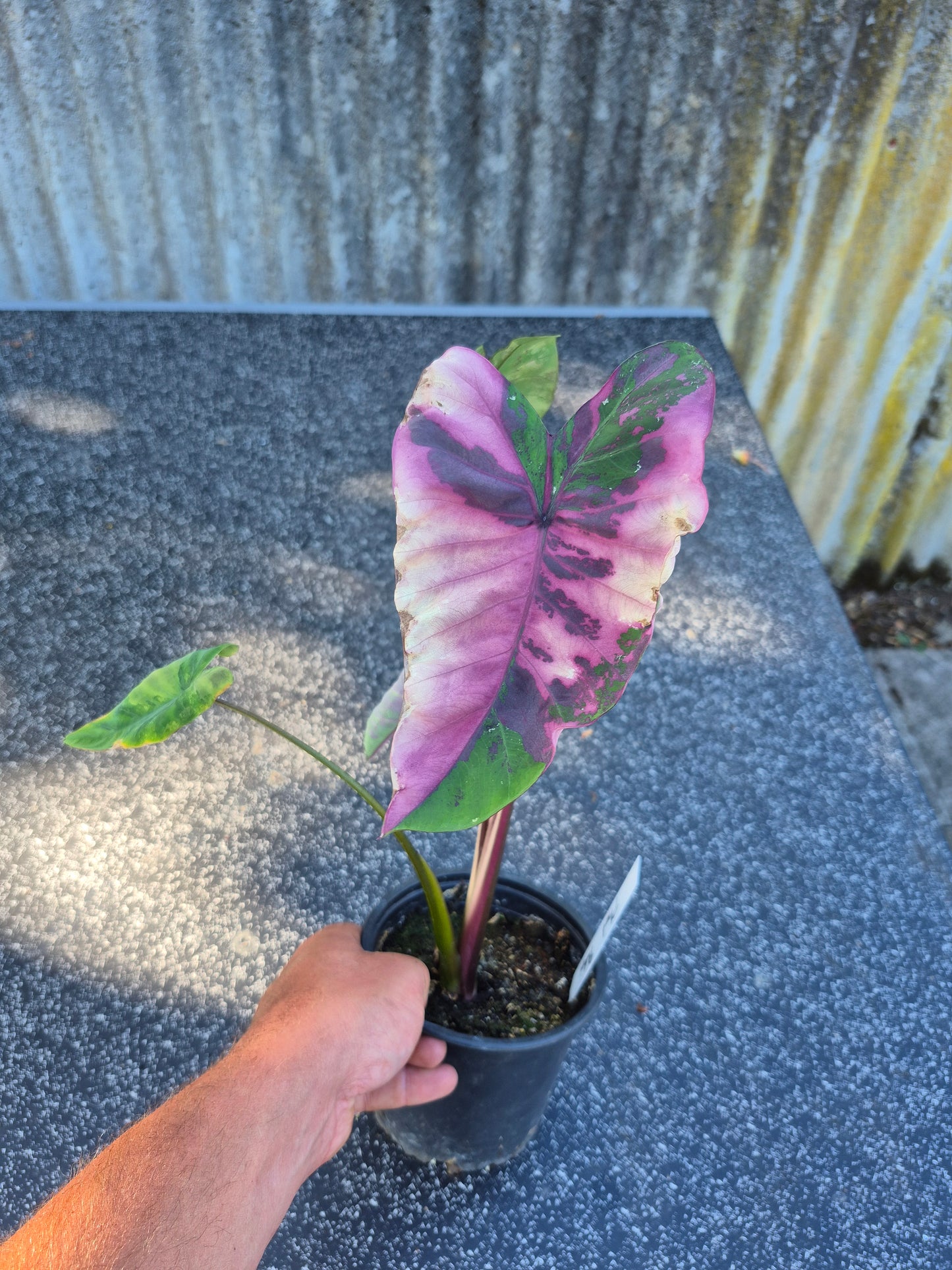 Colocasia Phet Phet Thai