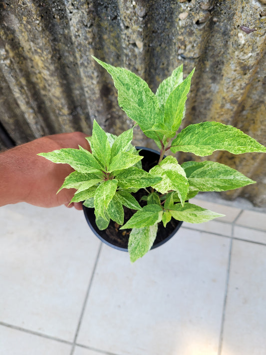 Hydrangea paniculata variegata