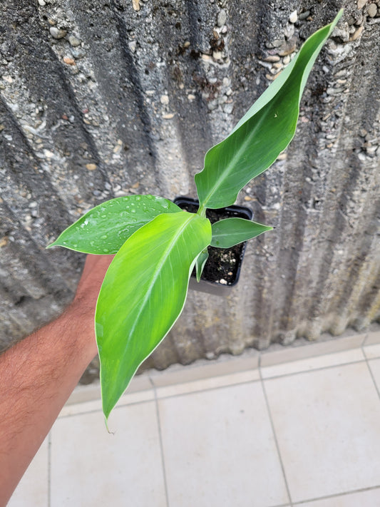 Musa cheesmanii