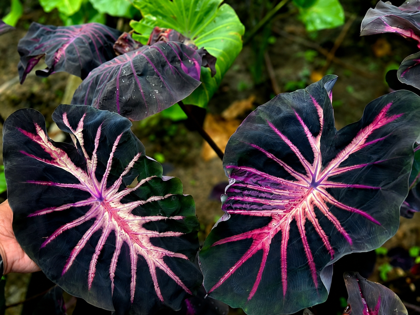 Colocasia Sweet Pastel
