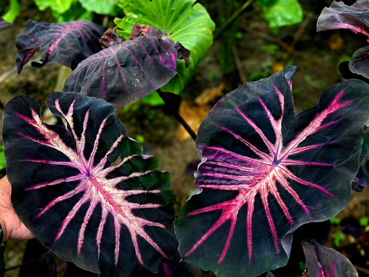Colocasia Sweet Pastel