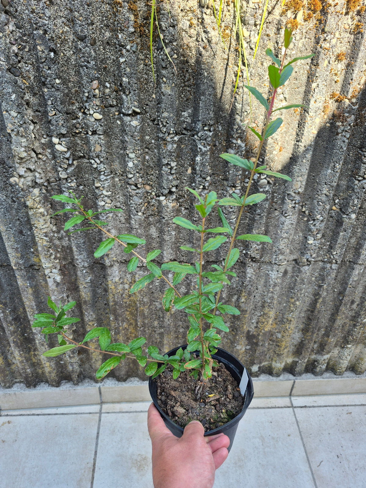 Punica granatum Winterhart