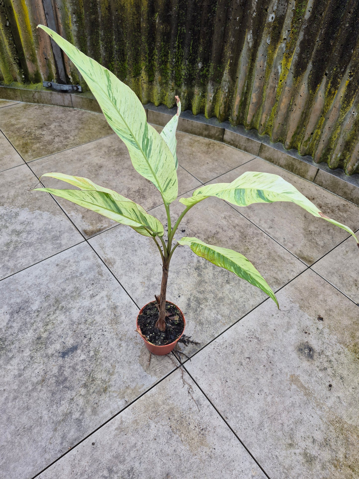 Musa acuminata  Mint variegata