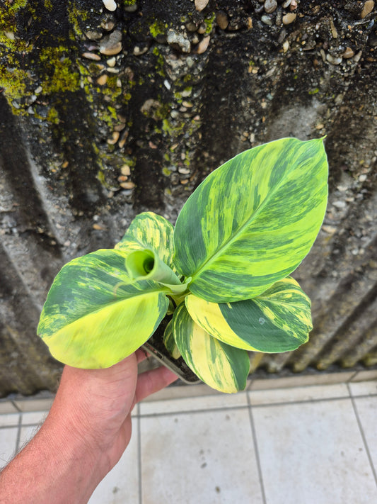 Musa dwarf cavedish variegata 1