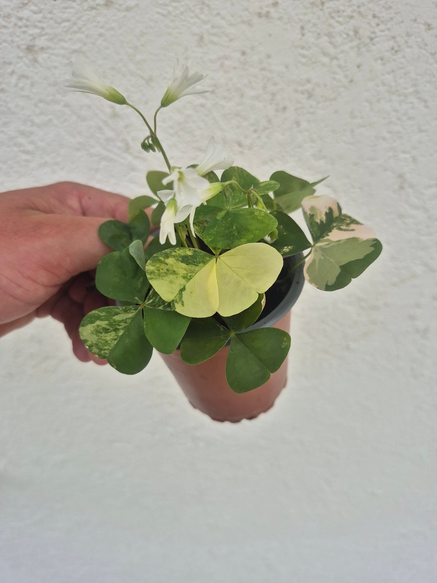Oxalis triangularis Variegata weiß
