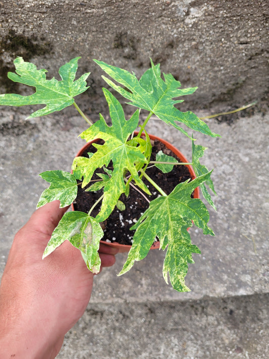 Papaya variegata (Carica papaya)