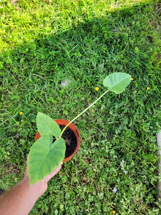 Leucocasia gigantea
