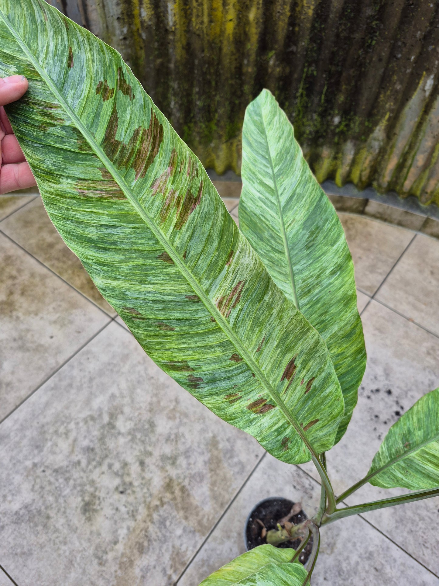 Musa tricolor variegata
