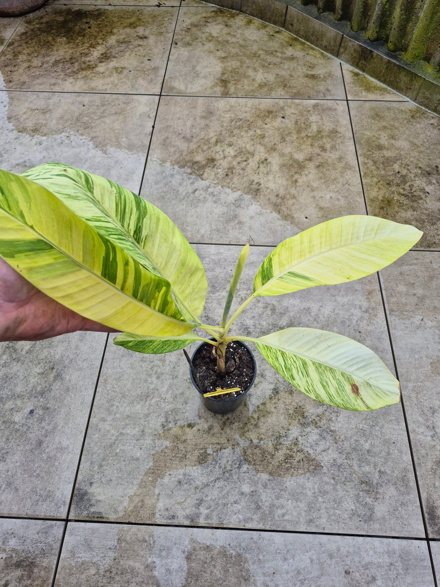 Musa papua Yellow Variegata