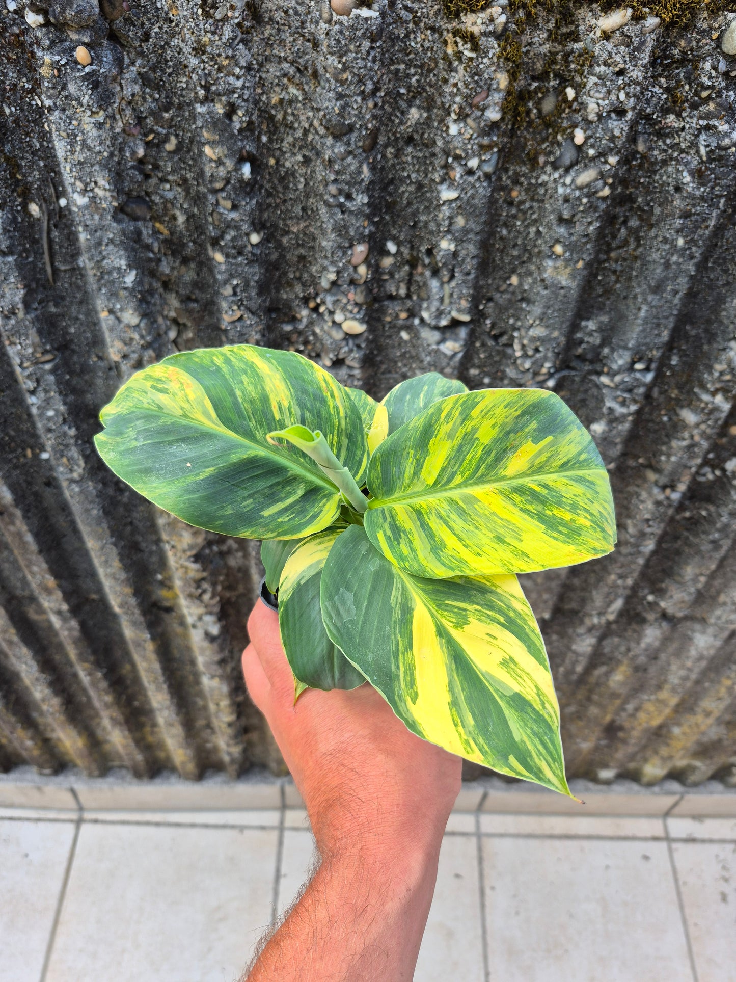 Musa dwarf cavedish variegata 1
