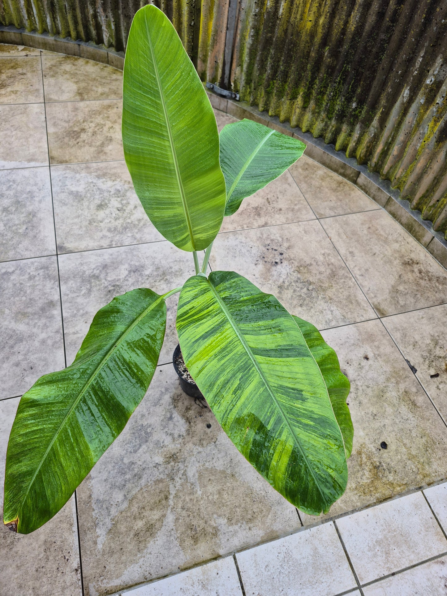 Musa namwah variegata