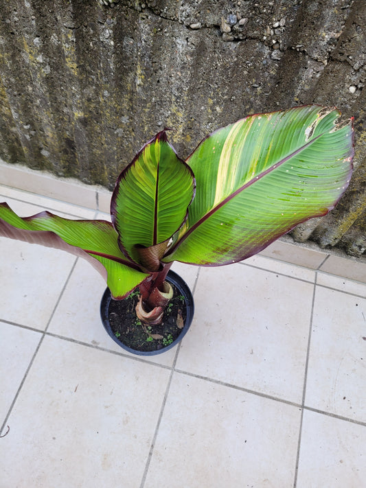 Ensete Maurelii Variegata