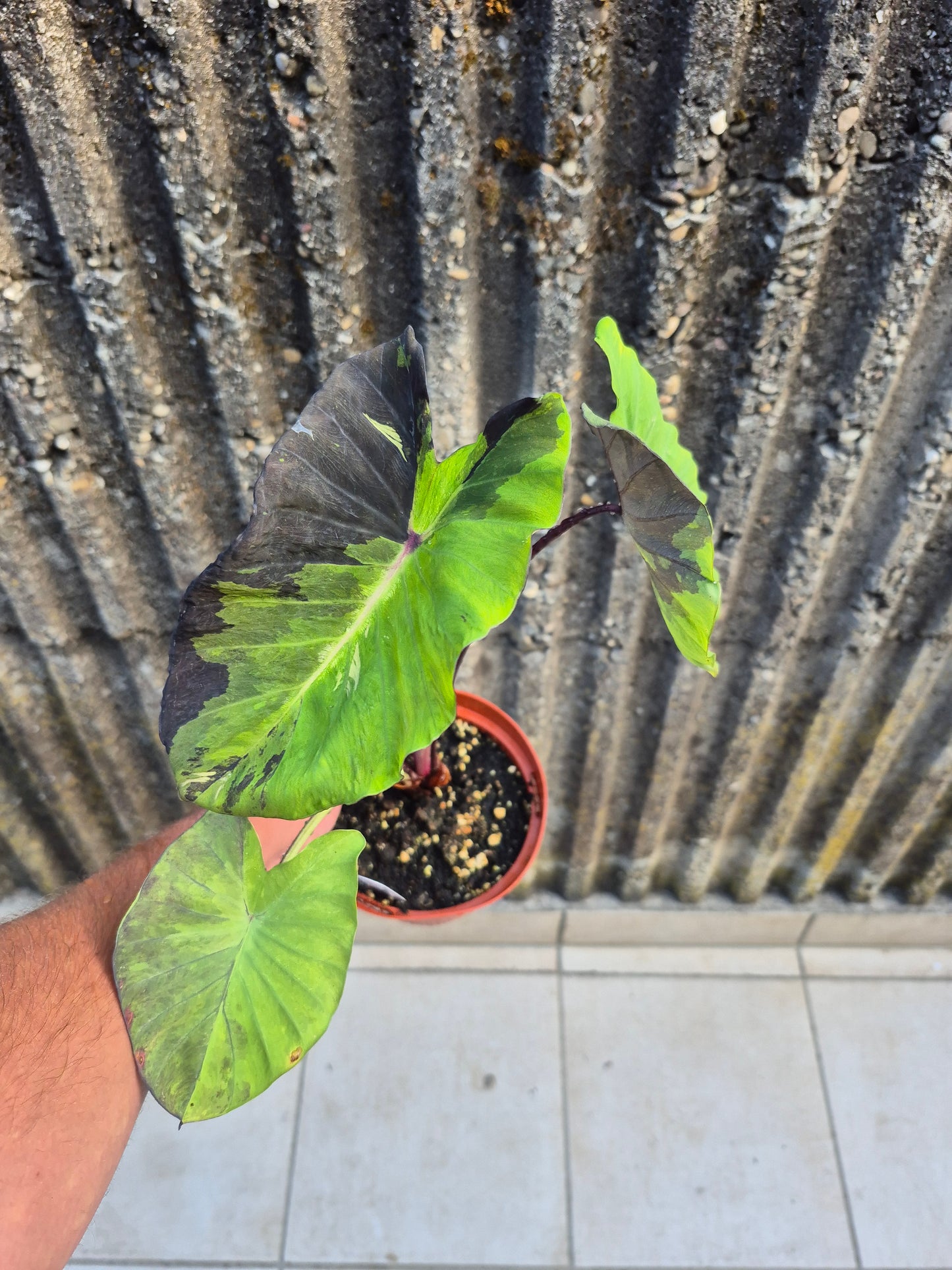 Colocasia Star Light