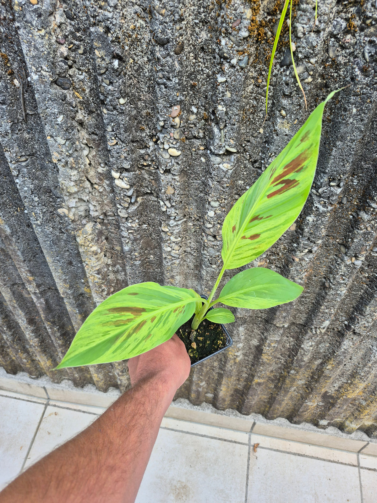 Musa acuminata  Mint variegata