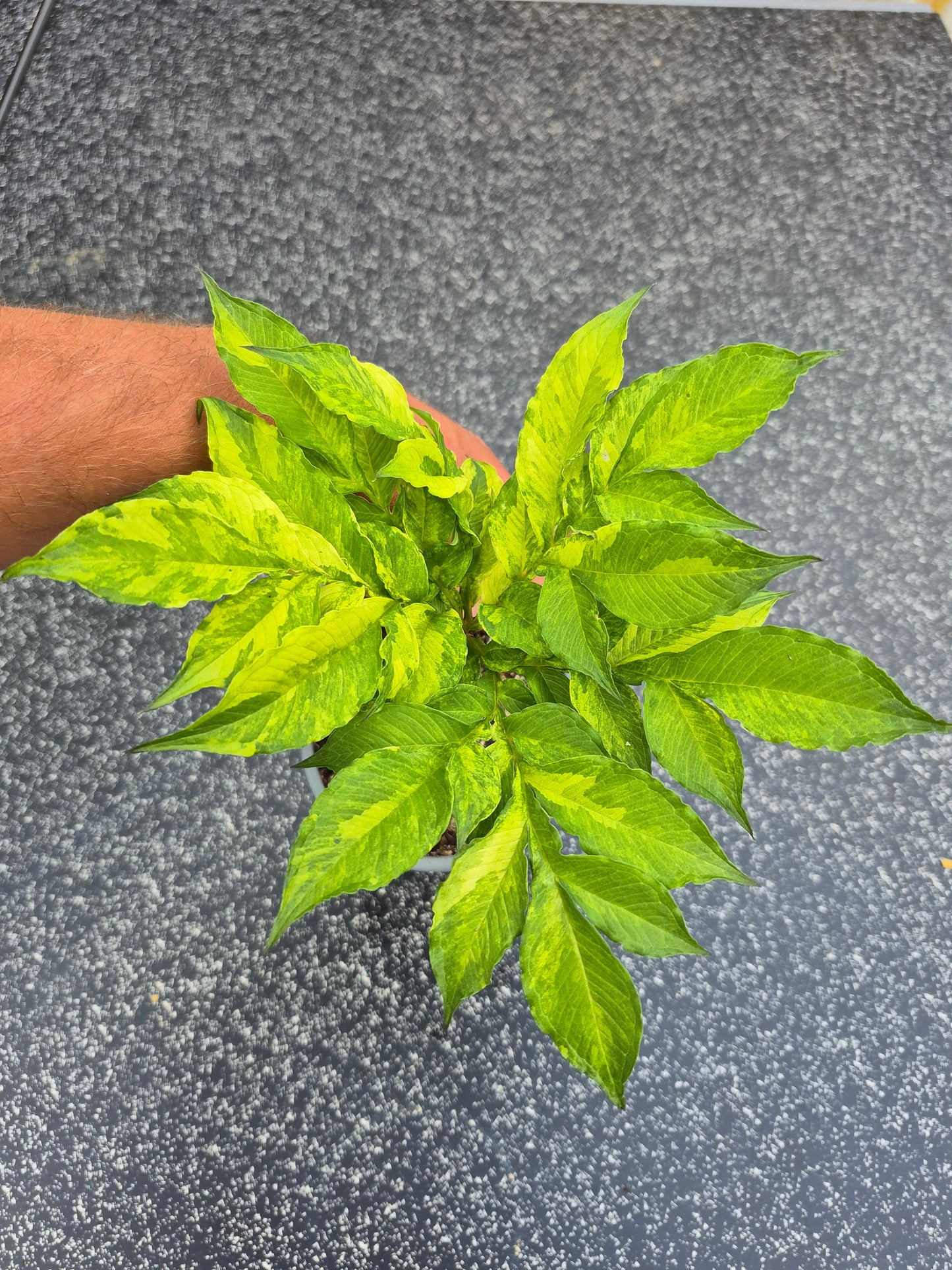 Amorphophallus konjac Variegata