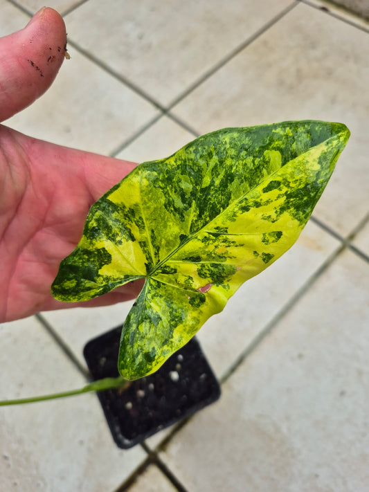 Alocasia Macrorrhizos Aurea variegata