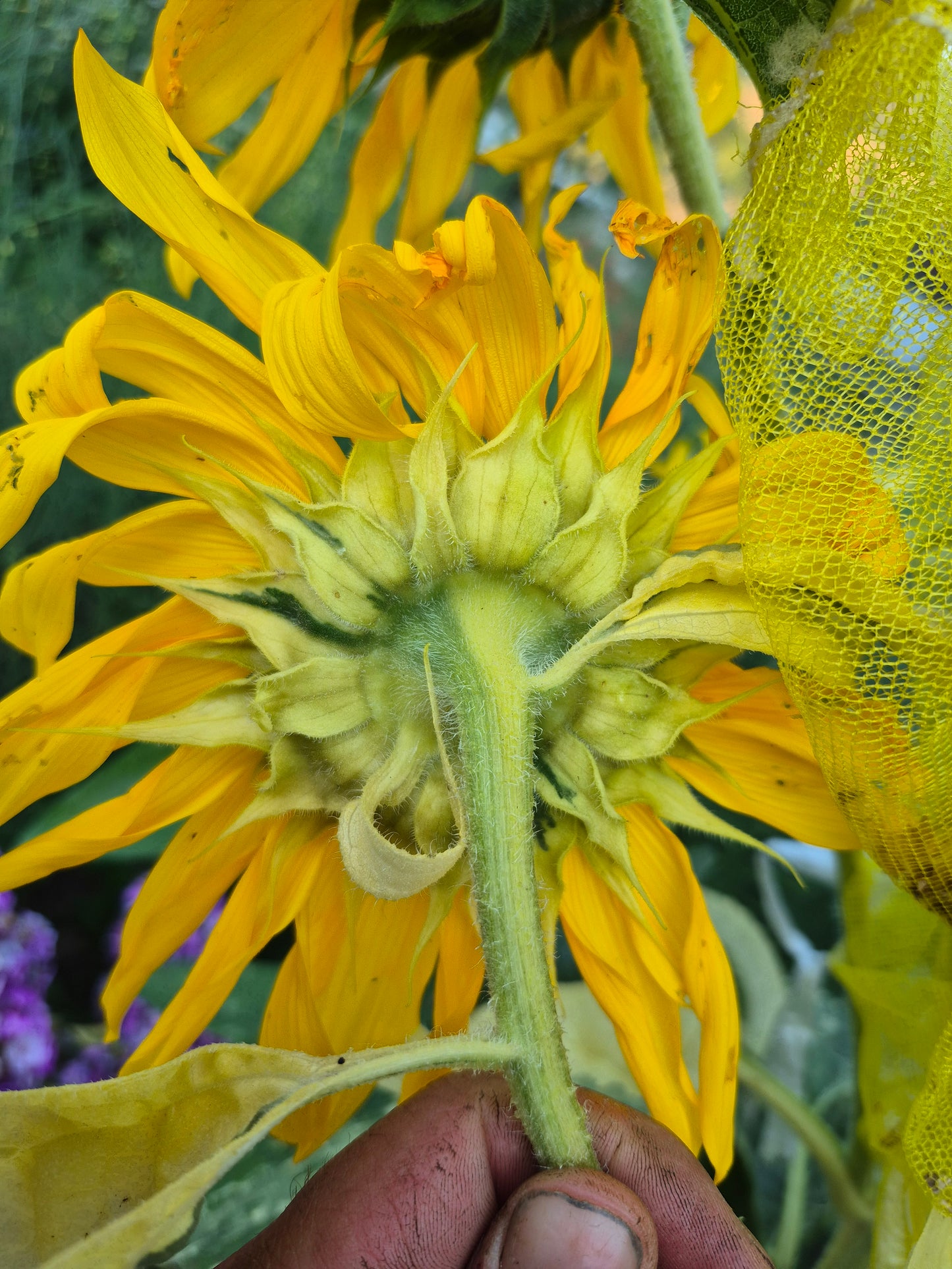 Sonnenblume variegata 12 Samen
