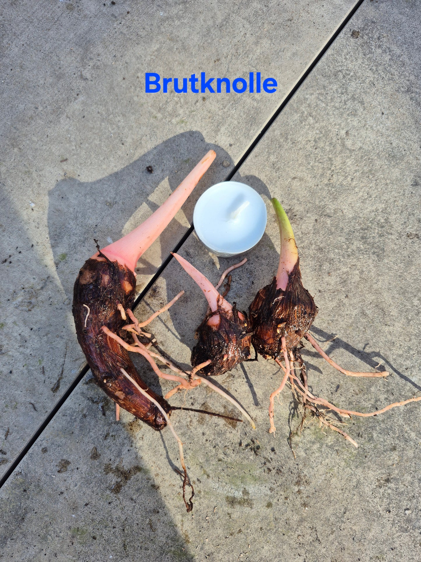 Colocasia Jacks Giant 1 Brutknolle
