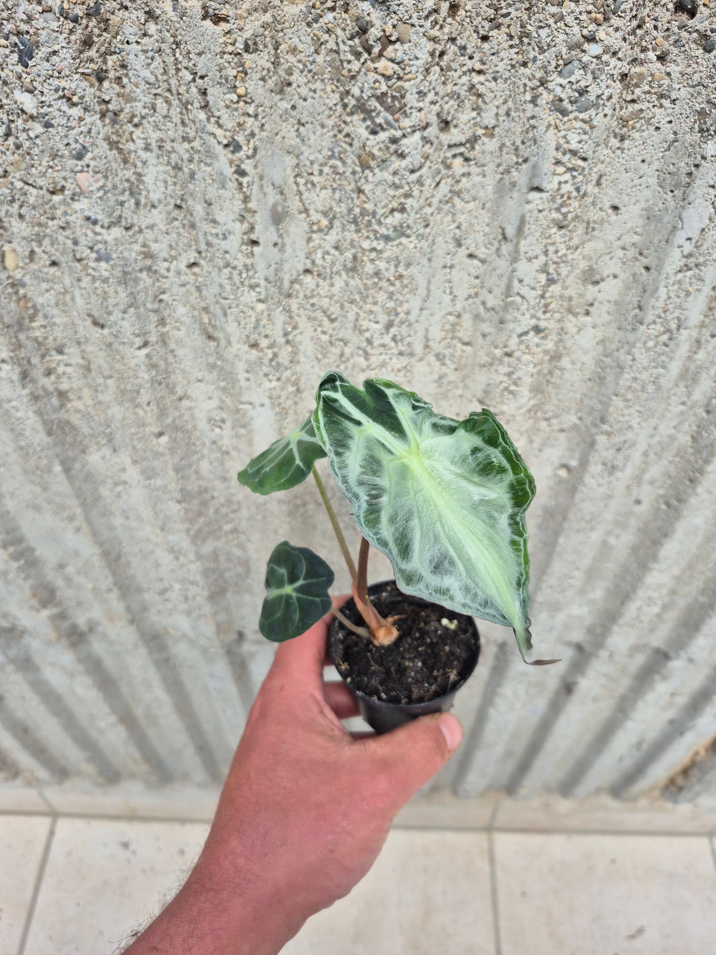 Alocasia Venom 2
