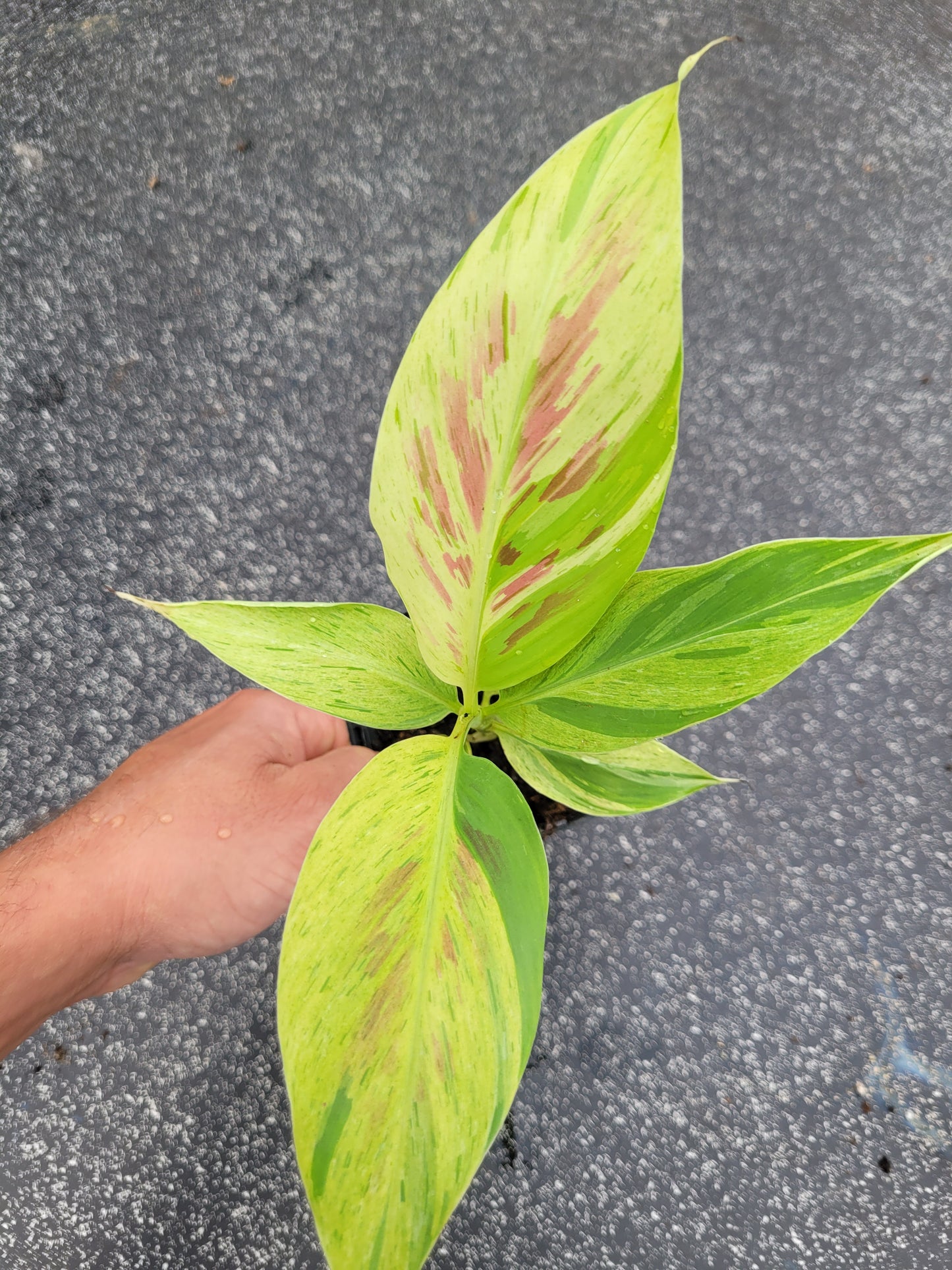 Musa acuminata  Mint variegata