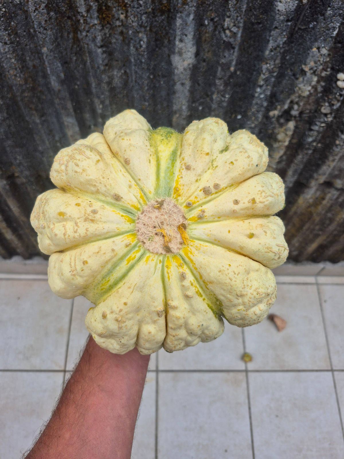 Honigmelone Prescott fond Blanc (Samen)