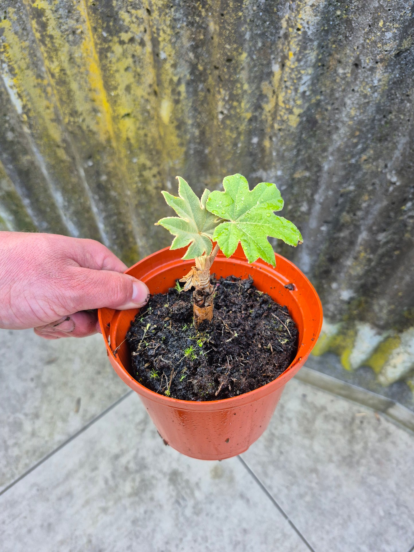 Tetrapanax papyrifer