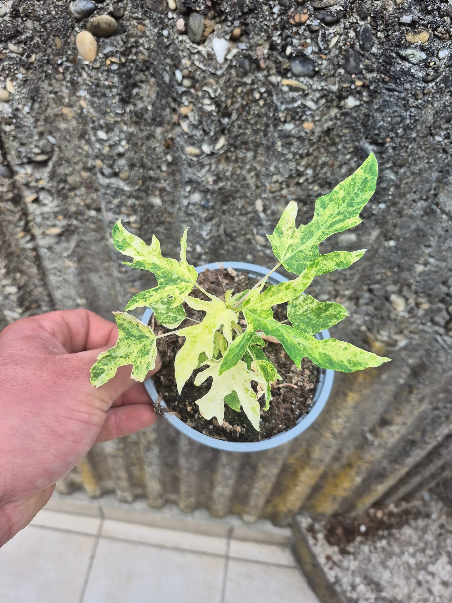 Papaya variegata