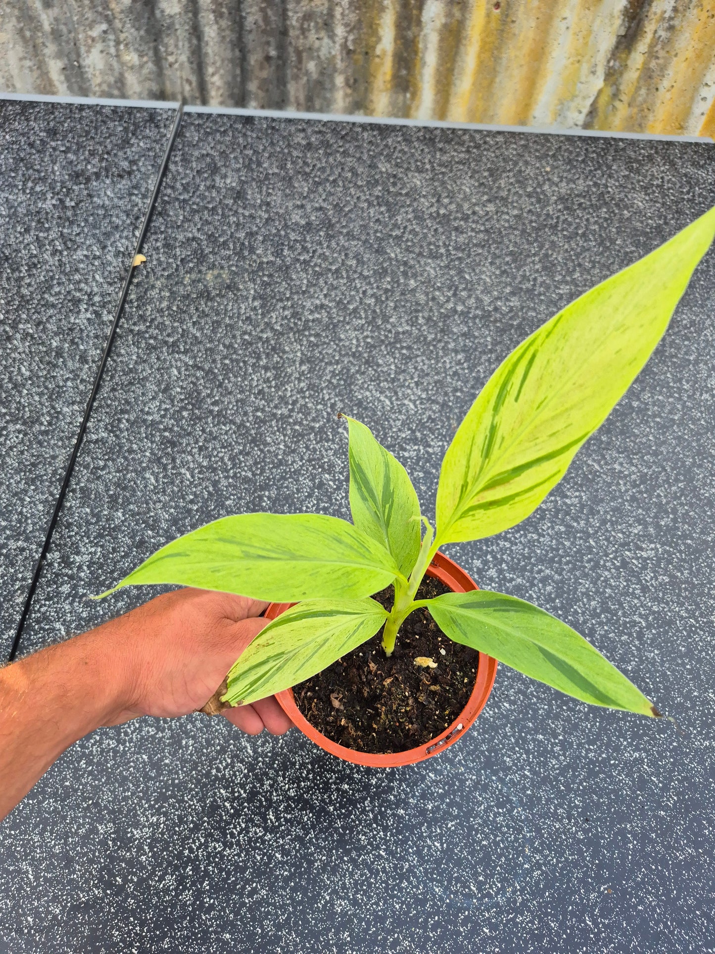 Musa acuminata  Mint variegata