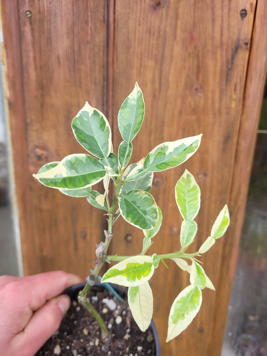 Citrus maxima variegata