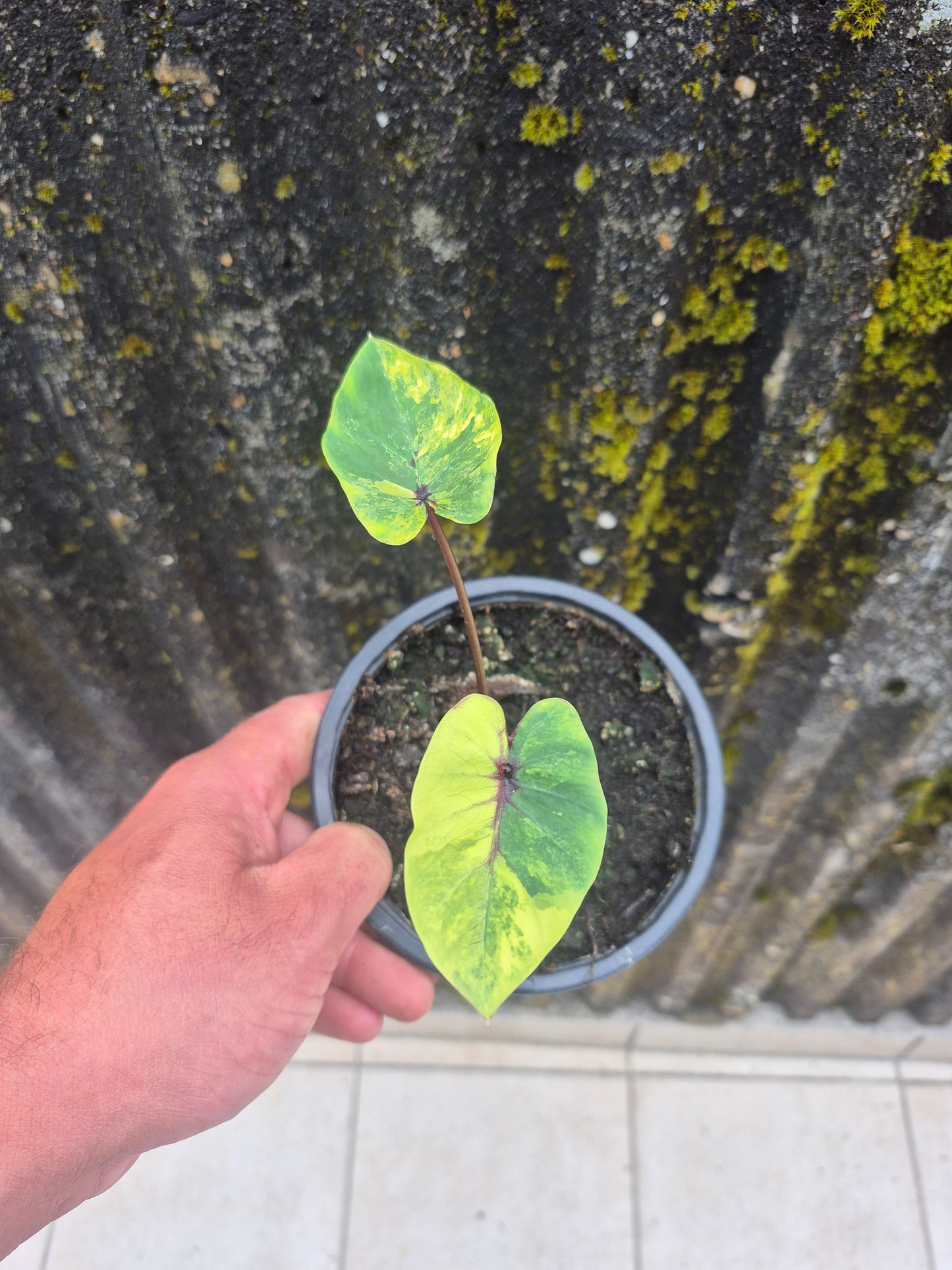 Colocasia PM Variegata