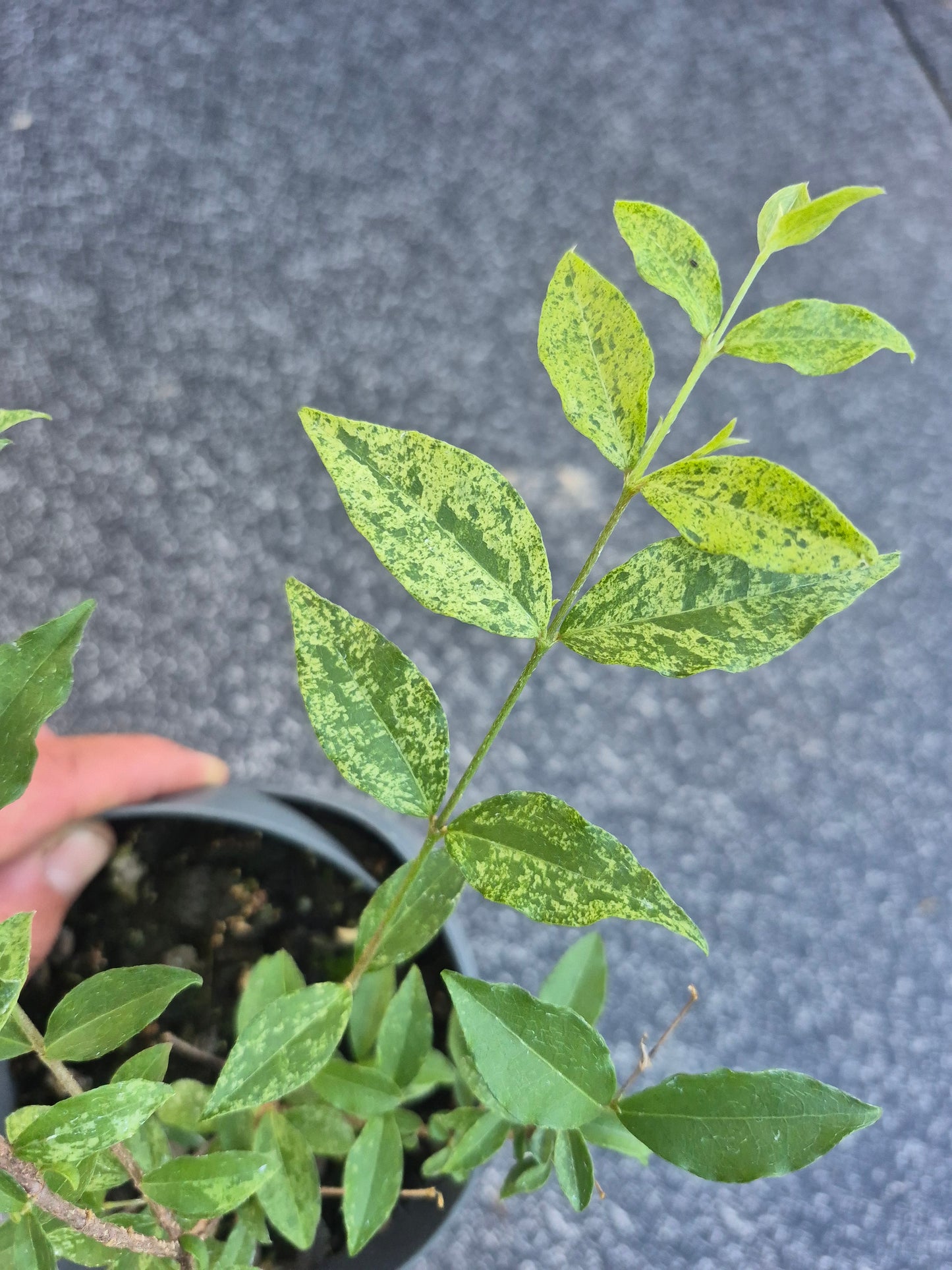 Acerola variegata