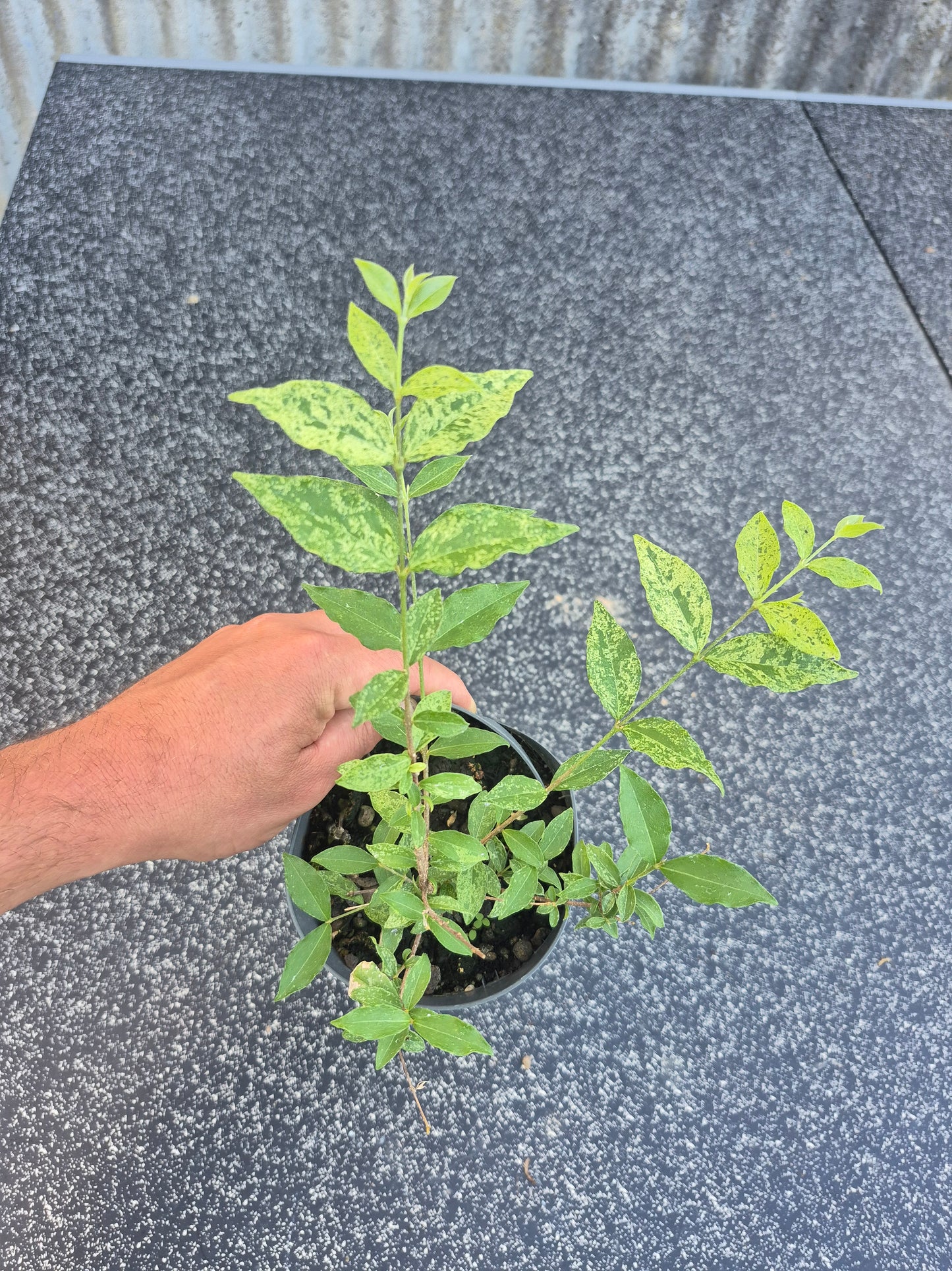 Acerola variegata